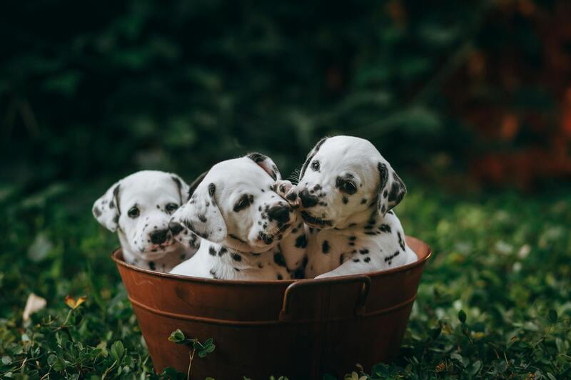 Litter photo