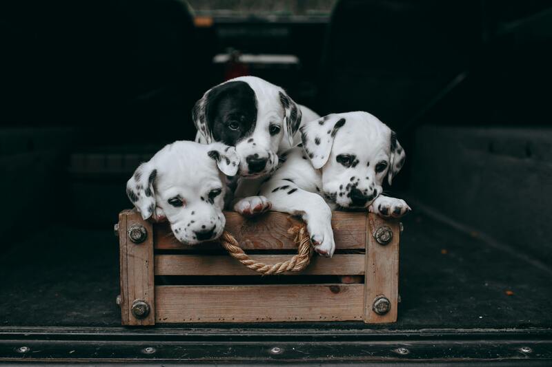 Litter photo