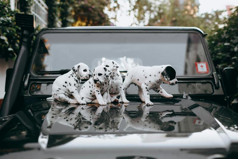 Litter photo